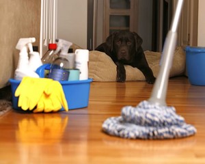 Domestic Cleaning