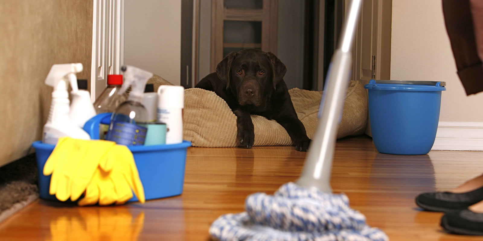 Domestic Cleaning